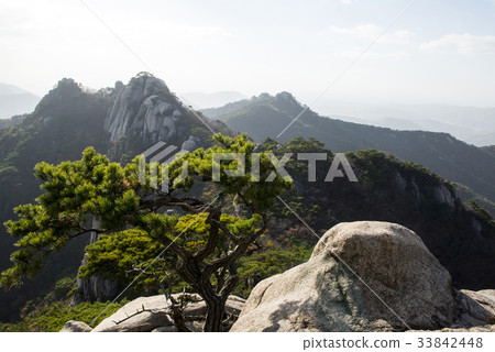 Pine, Dobongsan, Dobong-gu, Seoul Pine, Dobongsan, Dobong-gu, Seoul 33842448