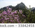 杜鵑花，Dobongsan，Dobong-gu，首爾 33842458