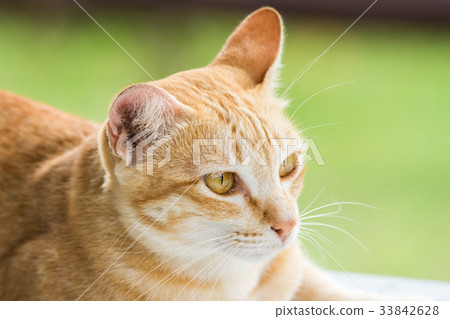 Couching down cute orange stripped cat Couching down cute orange stripped cat 33842628