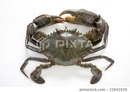 鋸末苔蘚 33842839