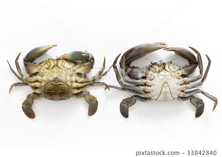 鋸末苔蘚 鋸末苔蘚 33842840