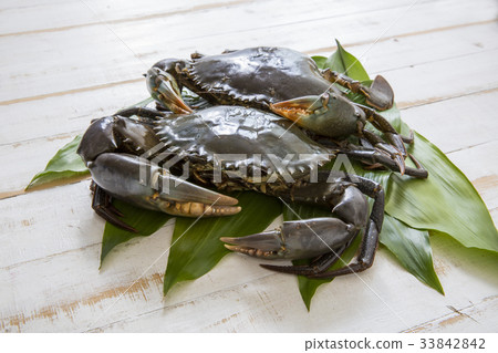 Sawdust moss 33842842