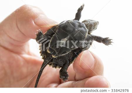 Tortoise of the turtle Tortoise of the turtle 33842976
