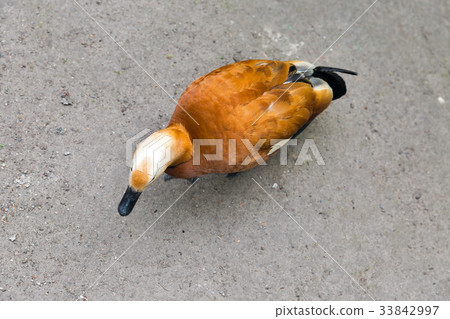 Ruddy shelduck standing outdoor 33842997