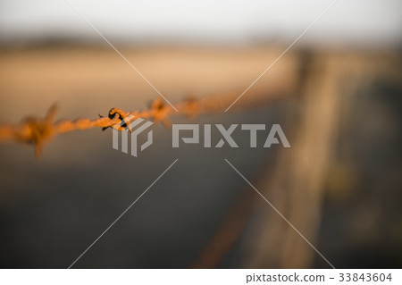 Rusted sharp timber and metal barb wire fence. Rusted sharp timber and metal barb wire fence. 33843604