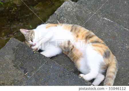 wildcat wildcat 33846112