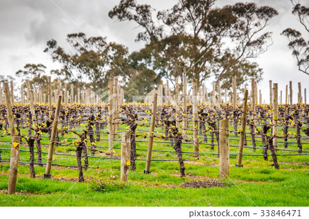 Wine valley in Adelaide Hills Wine valley in Adelaide Hills 33846471