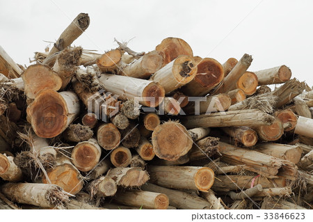 Driftwood accumulation site 4 caused by heavy rain in northern Kyushu 33846623