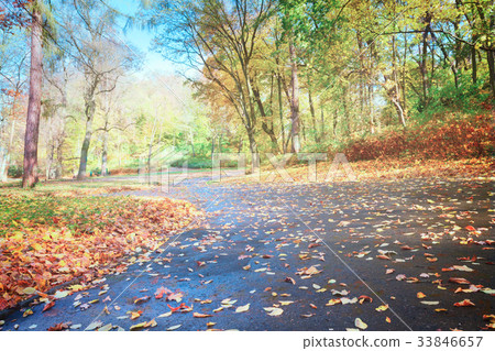 road in autumn park 33846657