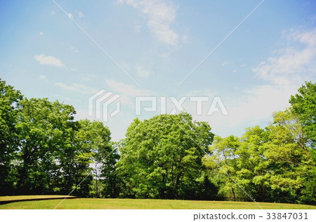 樹和藍天 33847031