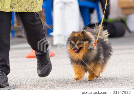 Dog Spitz Close-up 33847923
