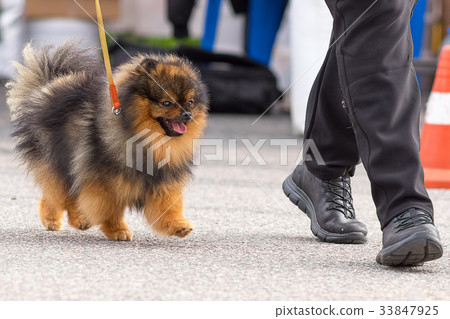 Dog Spitz Close-up 33847925