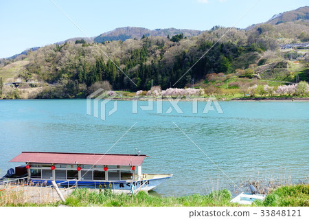 Sakura Tsuruko 1 where the cherry blossoms bloom 33848121