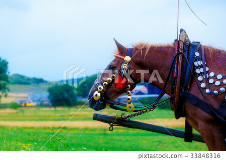 Brown Horse in a land and beautiful harness. 33848316
