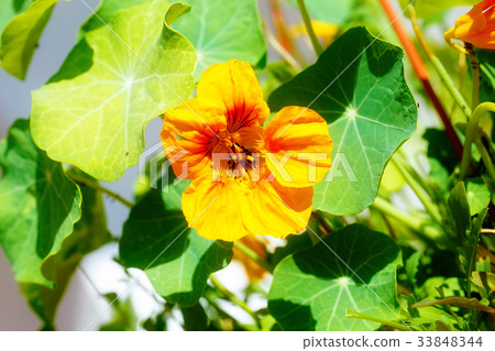 black aphids on blossom. orange nasturtium flower. black aphids on blossom. orange nasturtium flower. 33848344