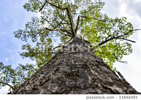 A big tree 33848405