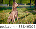 Thai Ridgeback sitting on the grass 33849304