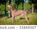 Thai ridgeback dog outdoors 33849307