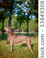 Thai ridgeback dog outdoors 33849308