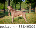 Thai Ridgeback Dog in Happy Emotion 33849309