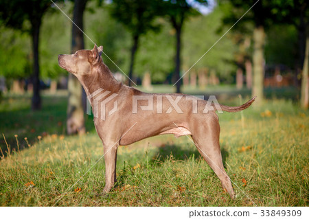Thai Ridgeback Dog in Happy Emotion 33849309