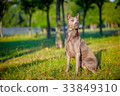 beautiful Thai Ridgeback Dog 33849310