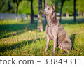 Thai Ridgeback Dog in Happy Emotion 33849311