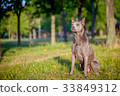 Thai Ridgeback dog is standing on the grass 33849312
