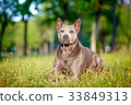 Thai Ridgeback dog is standing on the grass 33849313