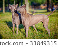 Two Thai Ridgeback dogs 33849315