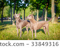 Two Thai Ridgeback dogs 33849316