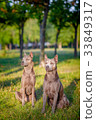 Two Thai Ridgeback dogs 33849317