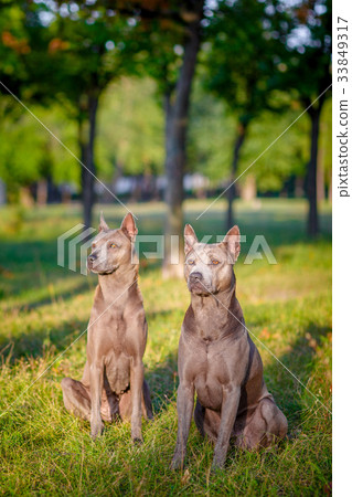 Two Thai Ridgeback dogs 33849317