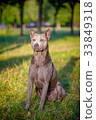 beautiful Thai Ridgeback Dog 33849318