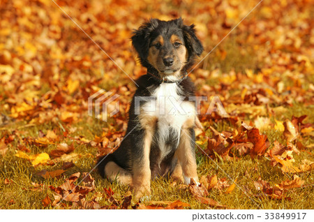 Small mixed breed puppy in autumn leaves Small mixed breed puppy in autumn leaves 33849917