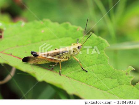 Adult of the bluefin grasshopper 33849938