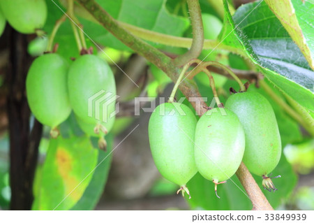 Sarunashi麵條 33849939