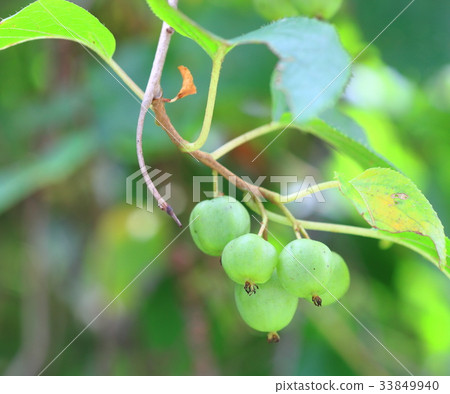 Sarunashi noodles 33849940