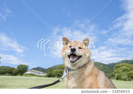 藍天和Shiba Inu 藍天和Shiba Inu 33850033