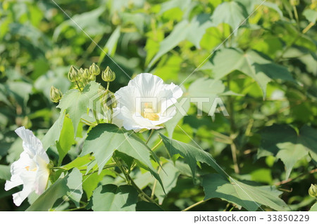 Fuyo flowers 33850229