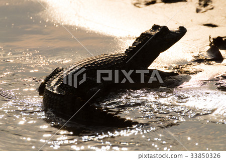 Caiman floating on Pantanal, Brazil 33850326