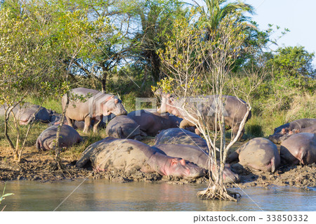 Herd of hippos sleeping, Isimangaliso Wetland Park 33850332