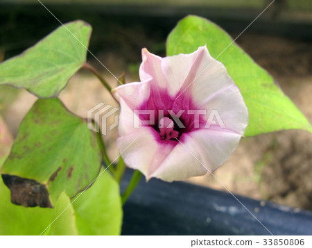 Sweet potato flowers 33850806