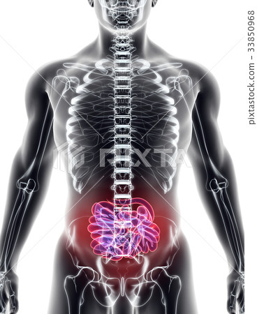 3D illustration of Small Intestine. 33850968