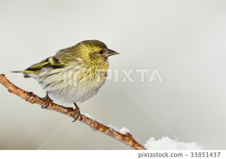 Mahiwa Mahiwa 33851437