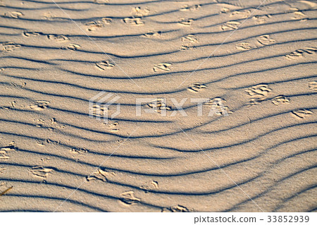 Sand dune with birds' footprints 33852939