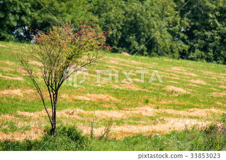 Wild cherry plum or Prunus cerasifera tree 33853023