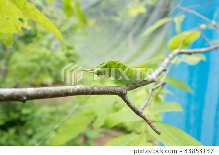 Omurasaki的幼蟲 33853137