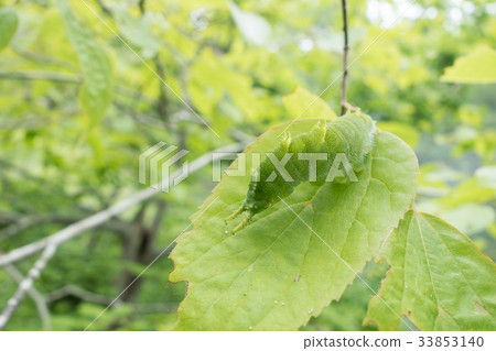 Omurasaki的幼蟲 Omurasaki的幼蟲 33853140