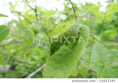 Larvae of Omurasaki 33853144